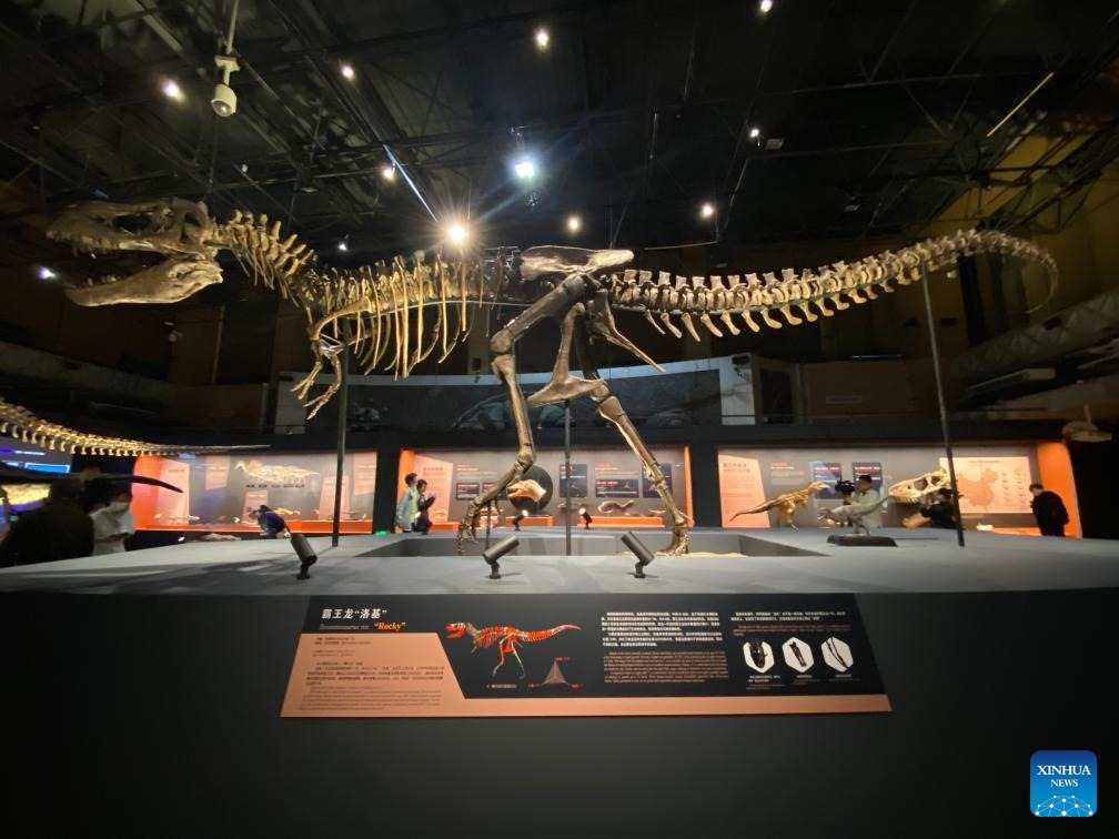 PDOAUS's tweet image. A Special Exhibition for the King of Dinosaurs" has opened at the Natural History Museum of China in #Beijing, featuring two authentic T. rex skeletons from #Germany alongside China's tyrannosauroids.
en.people.cn/n3/2026/0502/c…