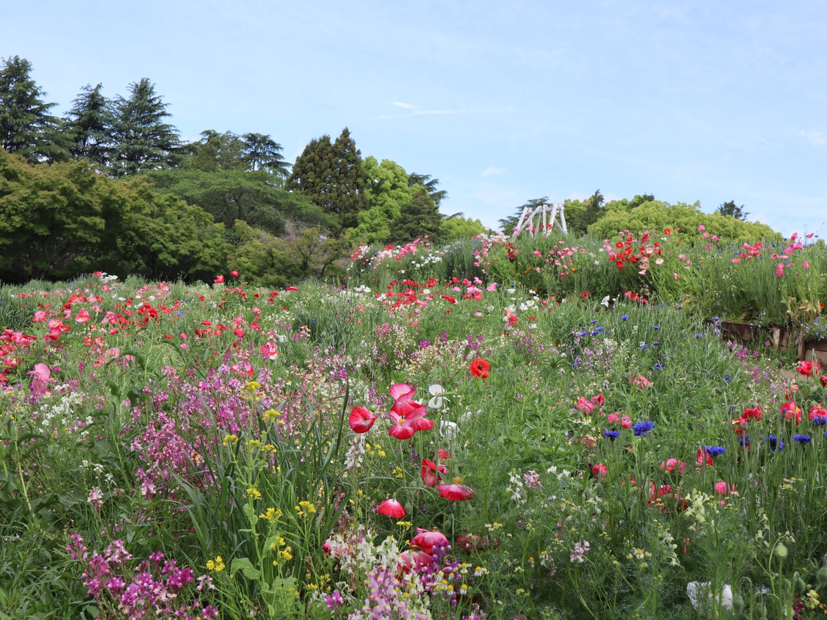 今朝の花畑の状況をお知らせします♪花の丘180万本の「シャレーポピーとカスミソウ」が見頃を迎えています。また、西花畑の「ネモフィラ」は見頃終盤ですが、今週末ごろまでは楽しめそうです◎ハーブの丘の「ブーケガーデン」は、現在も見頃で、昨日の雨風を受けながらも元気に咲いています。これから