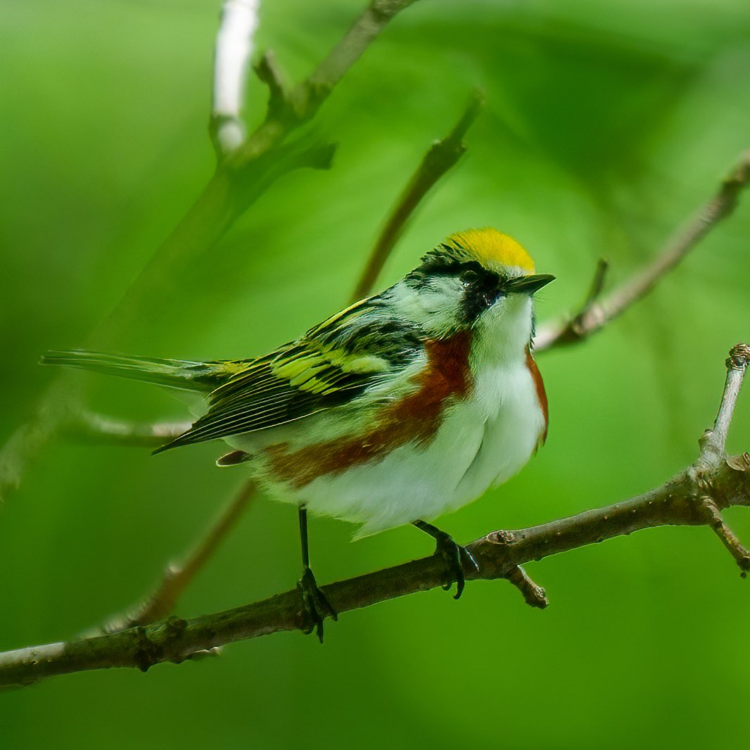 raysnaturephoto's tweet image. Chestnut-sided warbler by the Loch.
Central Park

5/6/2026
#birdcpp 
#birding #birdmigration