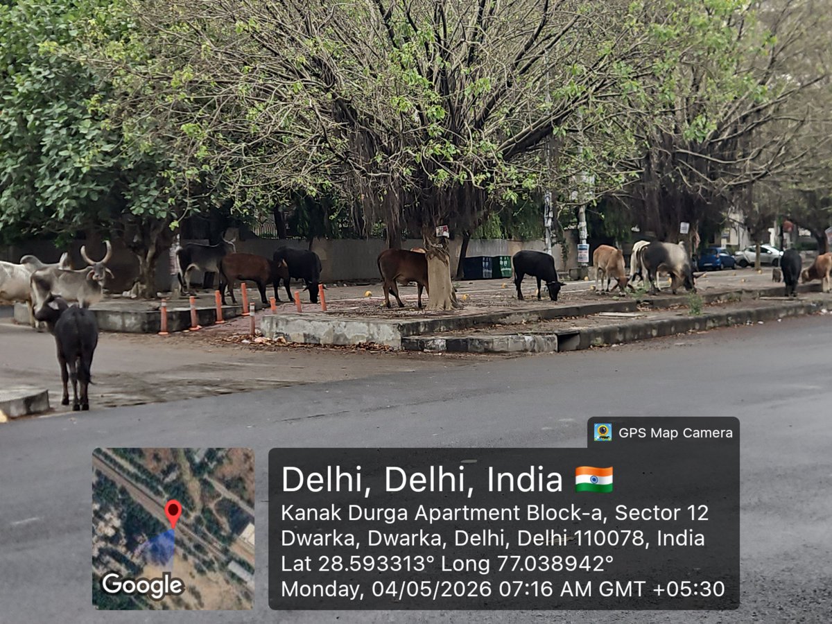 ramkumarvijayan's tweet photo. Dwarka sector 12 overrun by #straycattle. @MCDdelhi reply was "gaushala band hain jab gaushala open complent resolve".till then we suffer the dirt and stink and also the danger as many of them are bull's. Same in other parts   @CMODelhi @gupta_rekha jiयहां पर भी कीजिए inspection https://t.co/4rsS71zsXZ