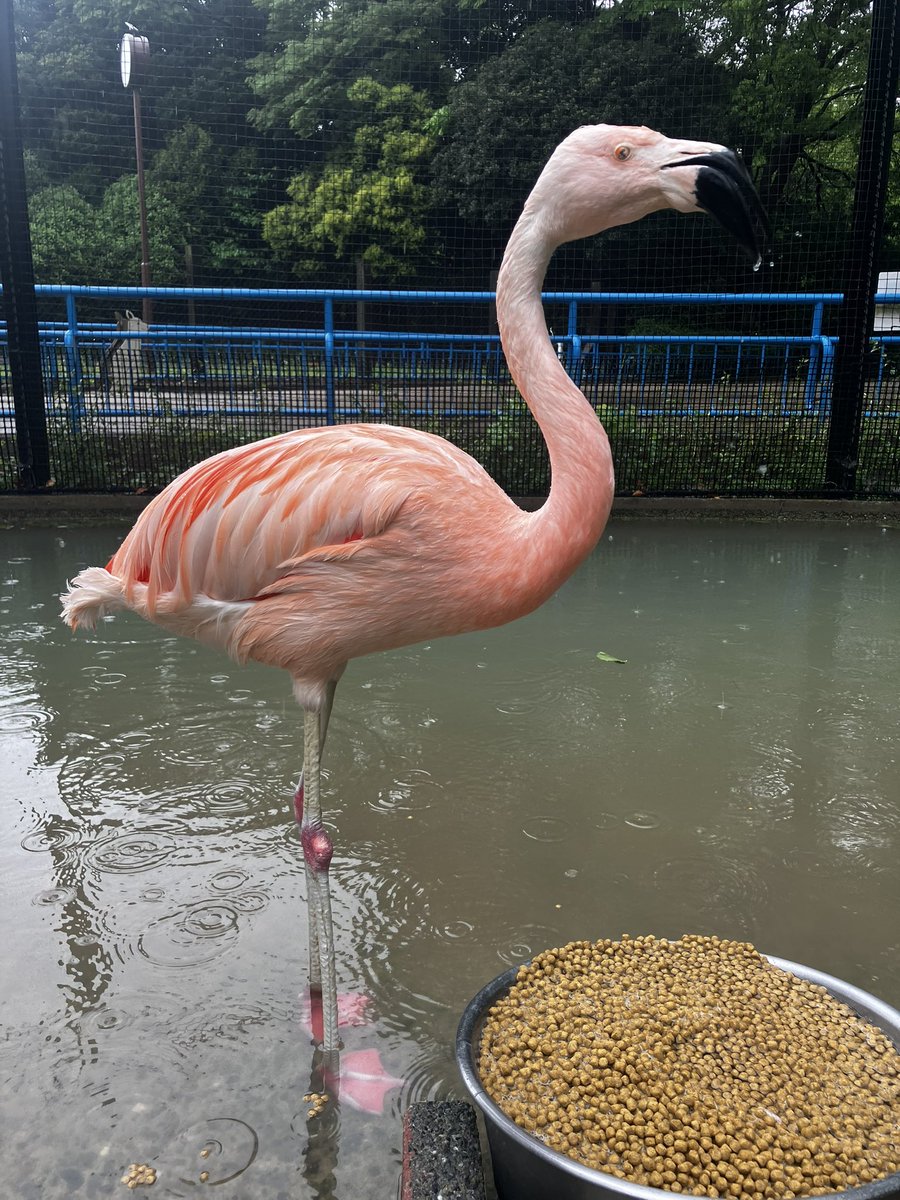 千葉市動物公園【公式】 tweet media