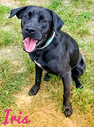 Labs4rescue tweet media