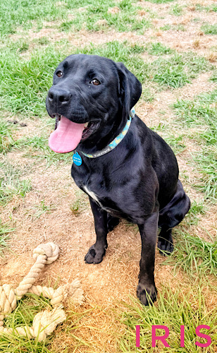 Labs4rescue tweet media
