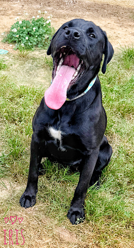 Labs4rescue tweet media