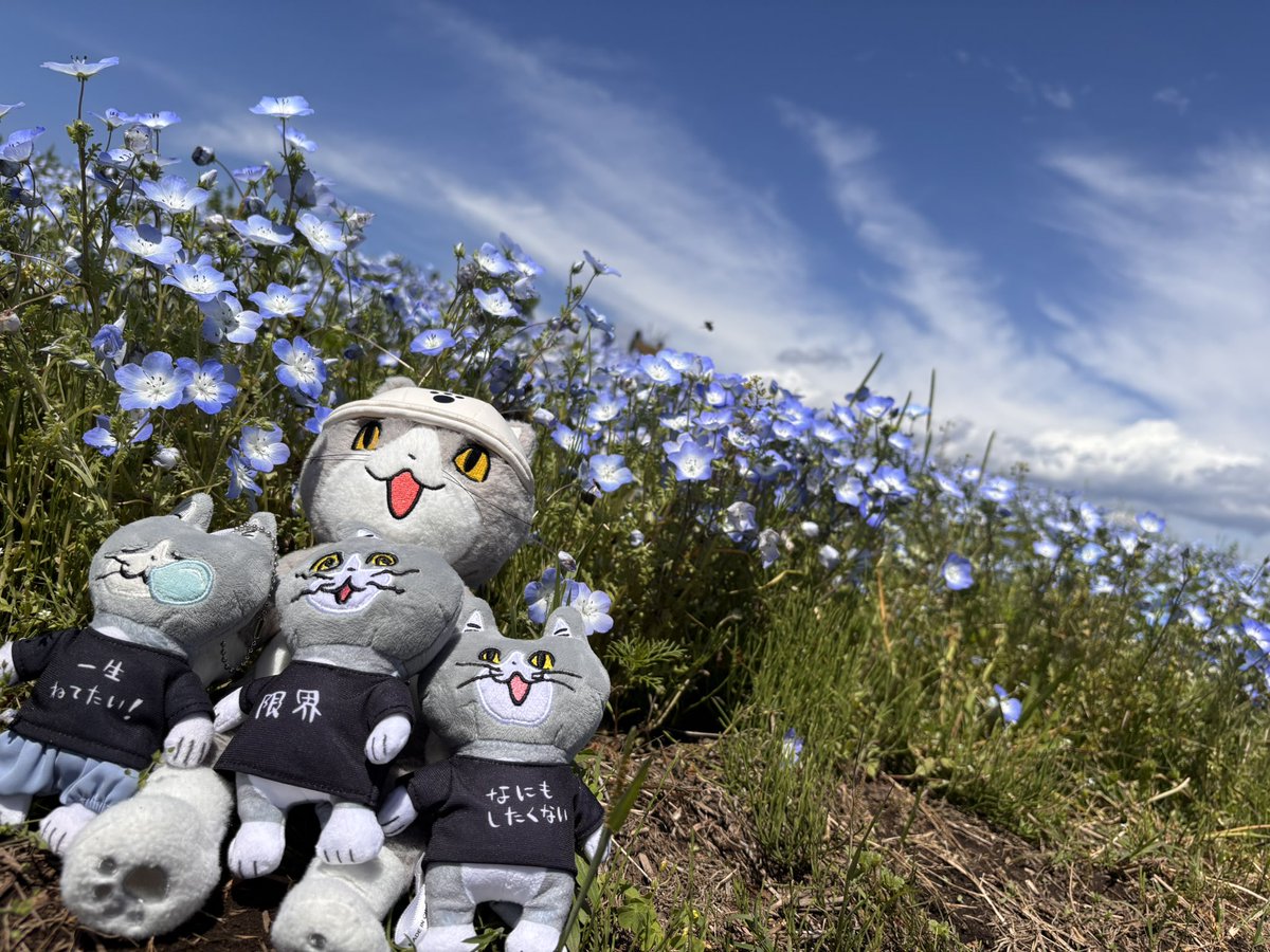 brownworkcat's tweet photo. 群馬の鼻高展望花の丘のネモフィラ。
まだ混んでなくてたくさん写真撮らせてもらいました。
10時でも暑い🥵
#仕事猫 https://t.co/U2zm0uBjnX