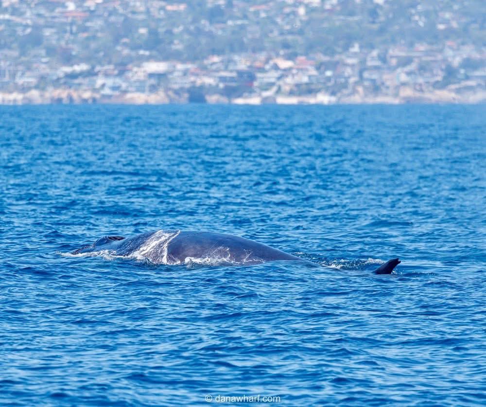 DanaWharf's tweet photo. Fin Whale palooza #finwhale #danawharf https://t.co/wHB4icJRYT