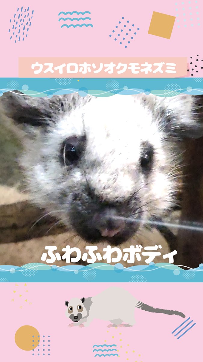 higashiyamapark's tweet photo. 【Instagramを更新しました】 
ふわふわ毛玉ボディの #ウスイロホソオクモネズミ です。
薄い体色が名の由来となっているそうですよ。
北園の #自然動物館 で見られますのでぜひ足を運んでみてくださいね。

#北園 #ふわふわ
https://t.co/aHoPS0OcyN https://t.co/L6fstUCB5F
