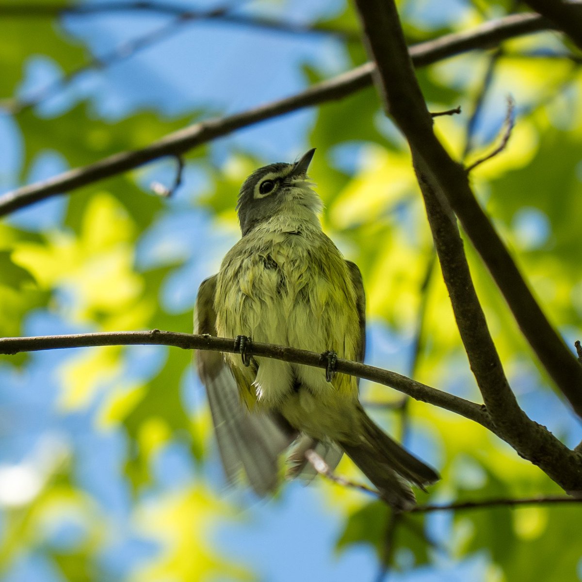 raysnaturephoto's tweet image. Black and white warbler, blue headed vireo and possibly prairie warbler. Merlin app states it’s a Blackburnian warbler. Let me know. 

The Loch
Central Park

5/6/2026
#birdcpp 
#birding #birdmigration