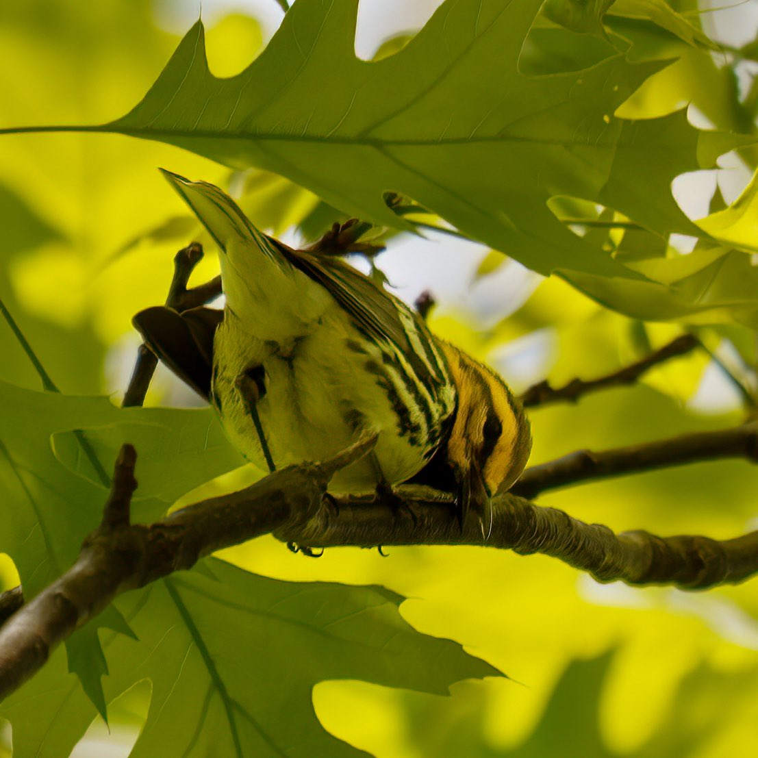 raysnaturephoto's tweet image. Black and white warbler, blue headed vireo and possibly prairie warbler. Merlin app states it’s a Blackburnian warbler. Let me know. 

The Loch
Central Park

5/6/2026
#birdcpp 
#birding #birdmigration