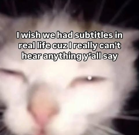 Tweets Of Cats tweet media