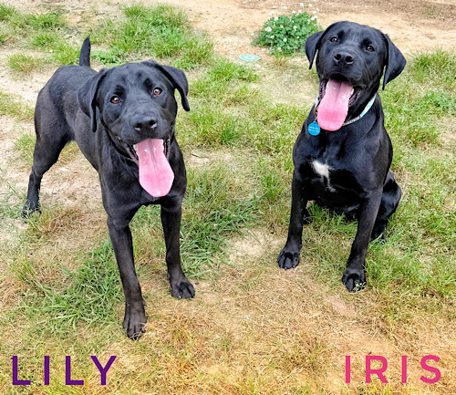 Labs4rescue tweet media