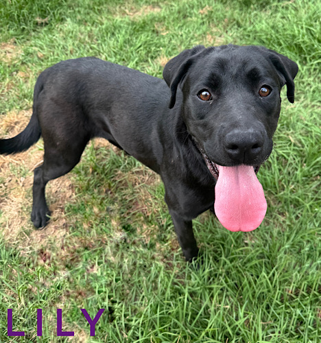 Labs4rescue tweet media