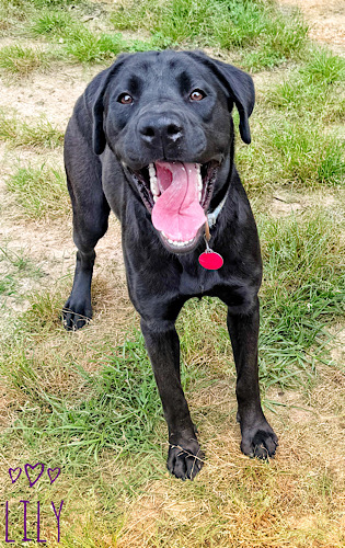 Labs4rescue tweet media