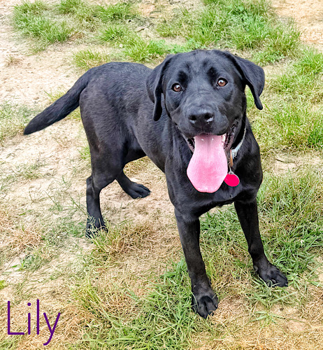 Labs4rescue tweet media