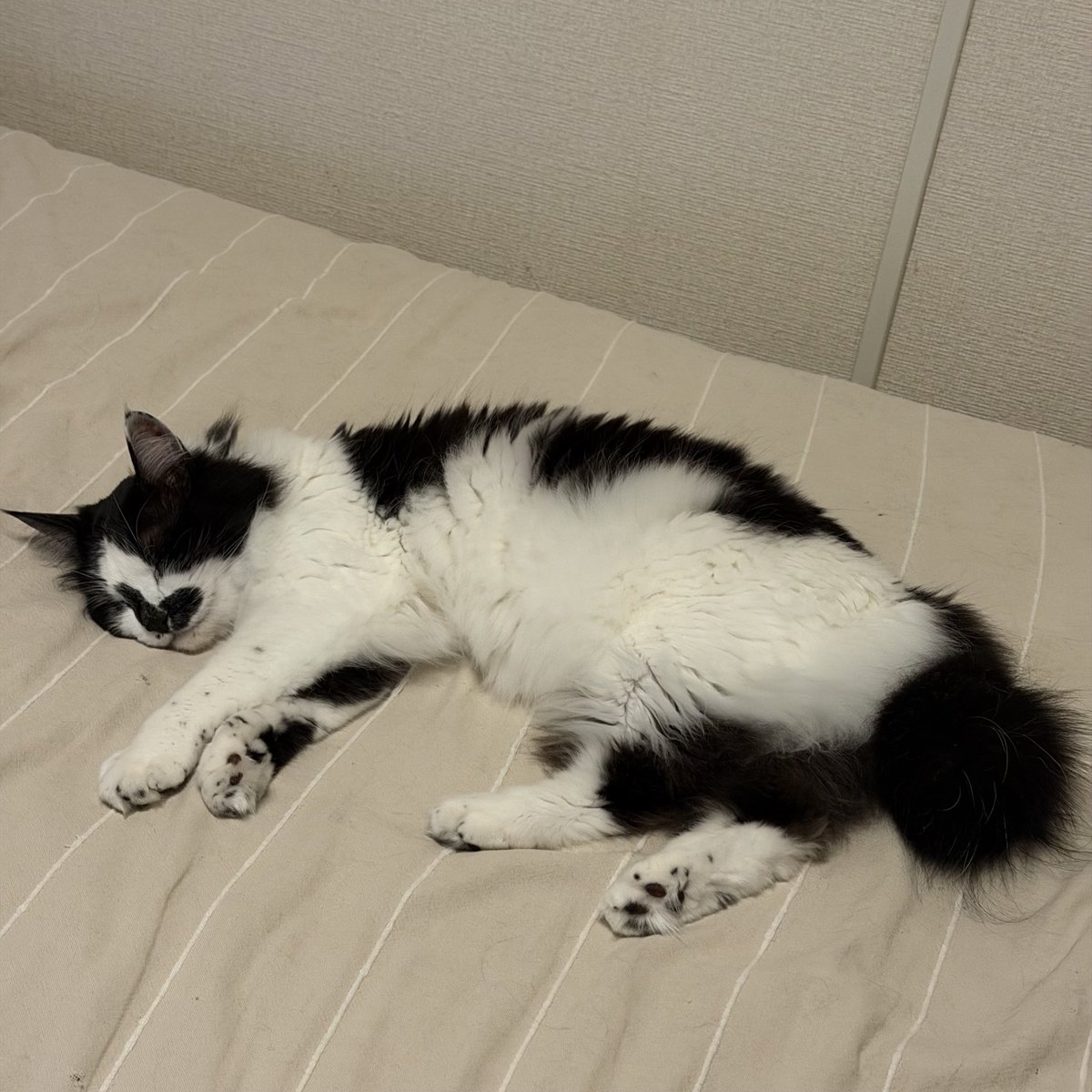 ちゅぱちゅぱして、
ごろごろ大甘え後、
えるにゃん熟睡中🥰️