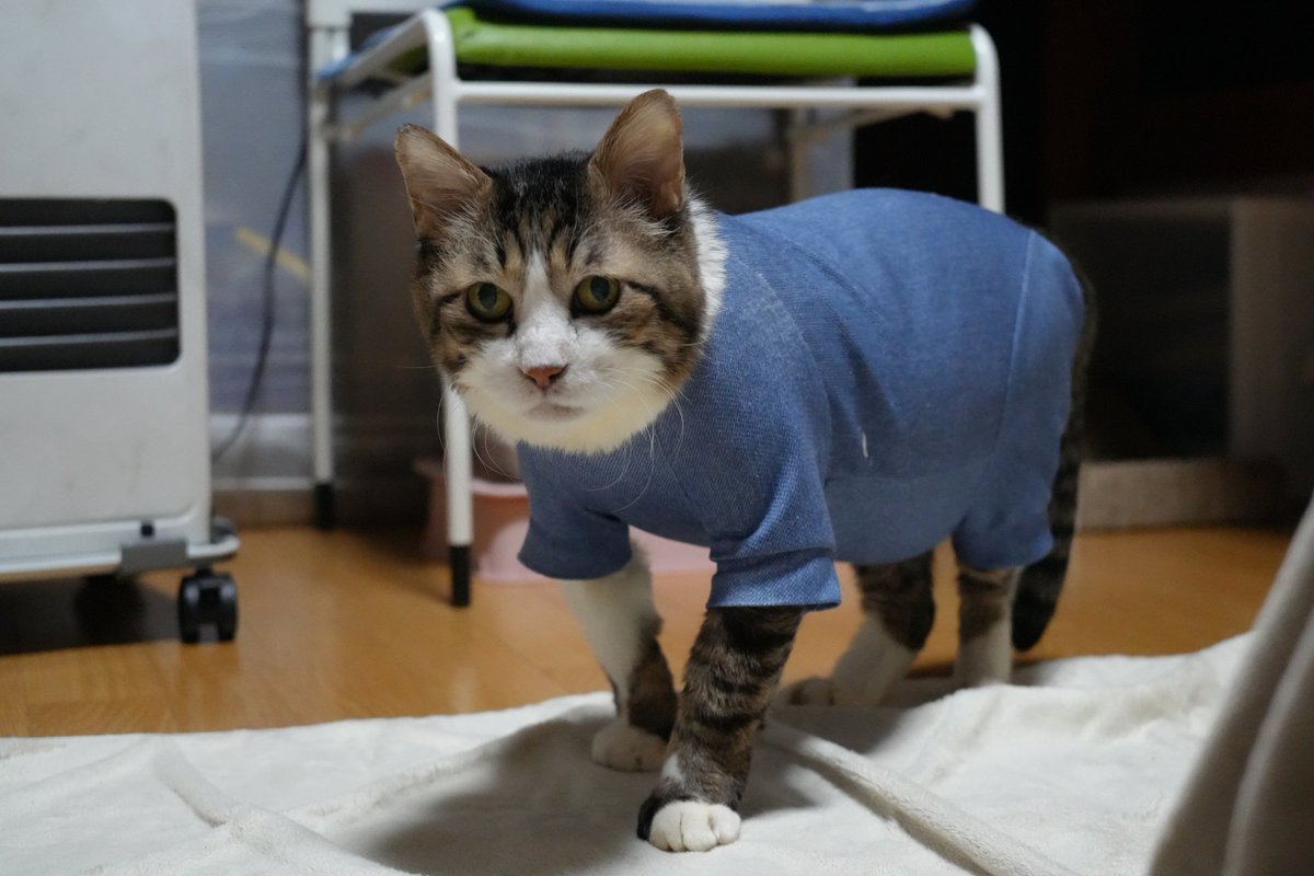 あほねこ Post by あぶさん on X: あぶさん