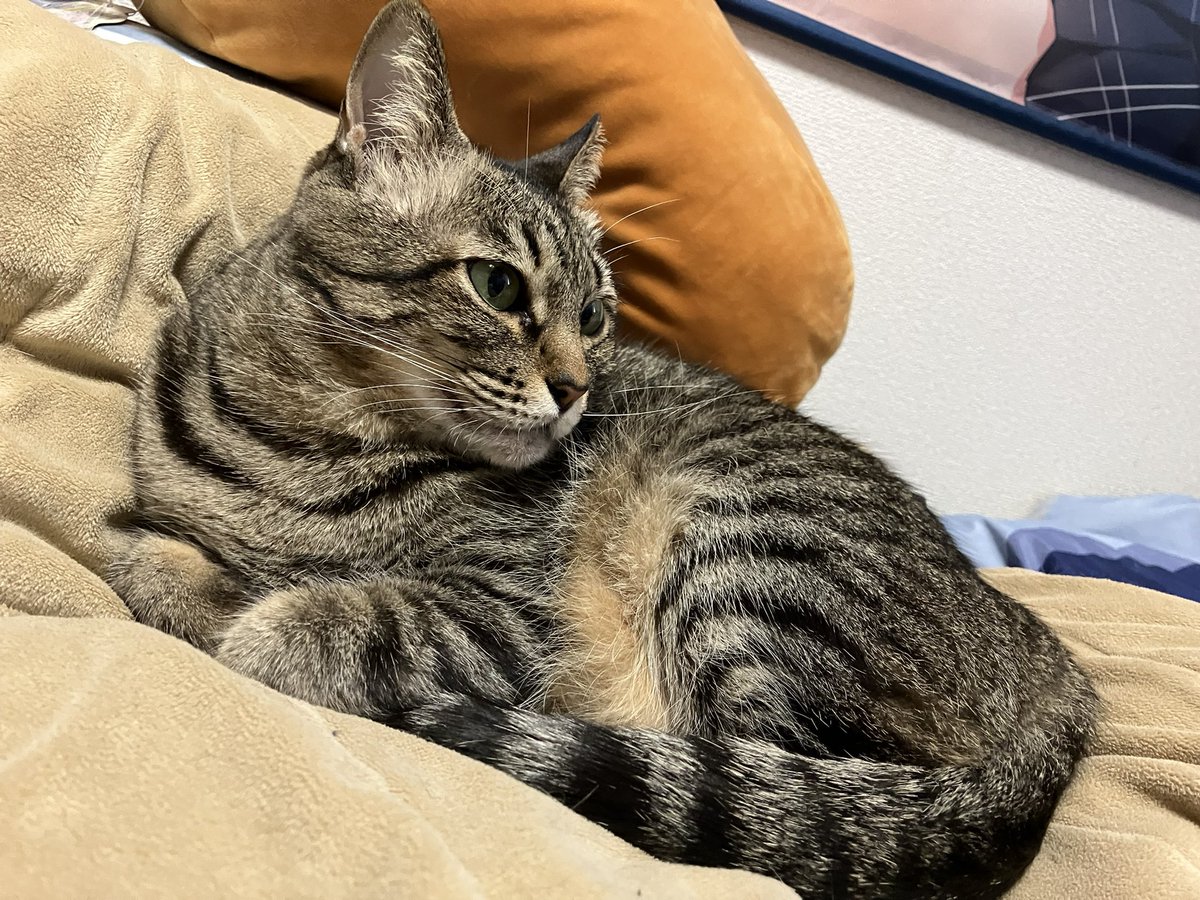 だーま🌠減量期 tweet media