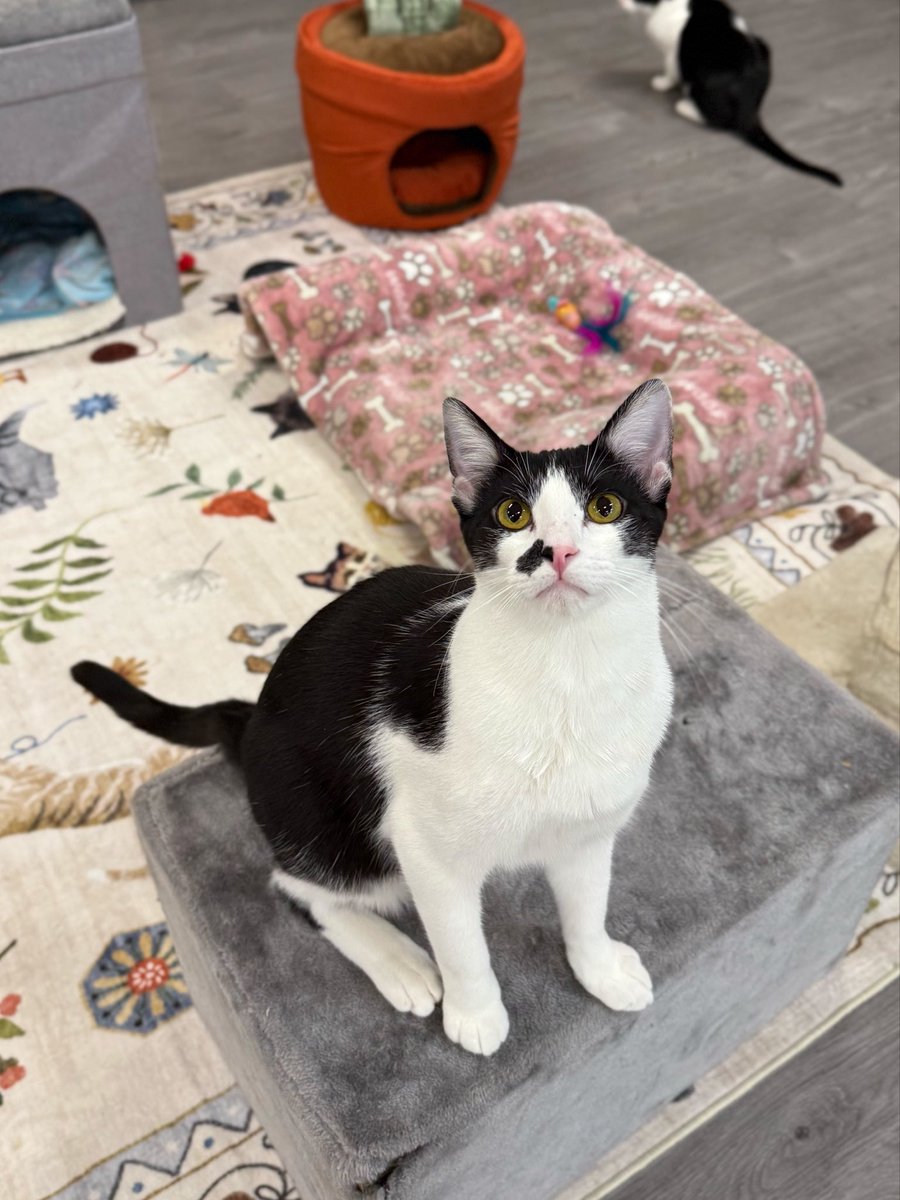 Friends of Bear Cat Rescue tweet media