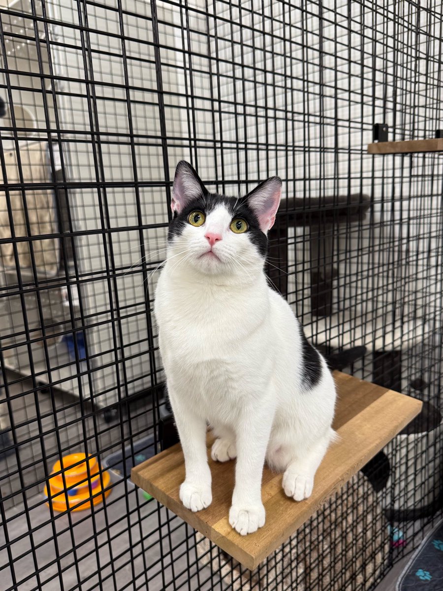 Friends of Bear Cat Rescue tweet media