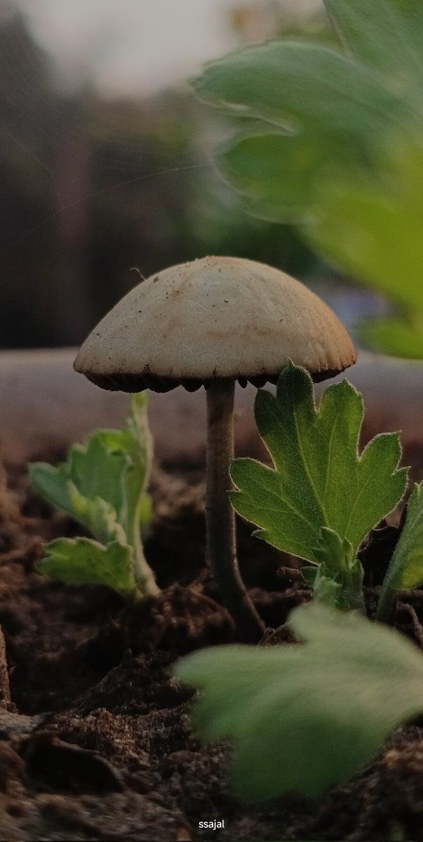 Saumya_sajal07's tweet image. Picture of the day..🌱
#nature #photography #photooftheday