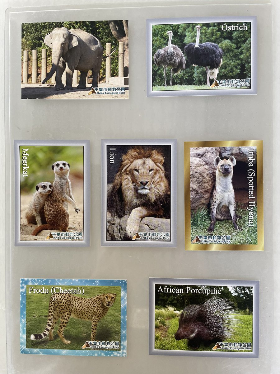 千葉市動物公園【公式】 tweet media