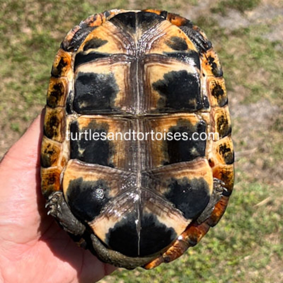 JayFrewer's tweet photo. Philippine Box Turtles (Cuora philippinensis)
.
.
#PhilippineBoxTurtles #Cuoraphilippinensis #photooftheday #turtlesandtortoisesinc https://t.co/RLE4oWDGZU
