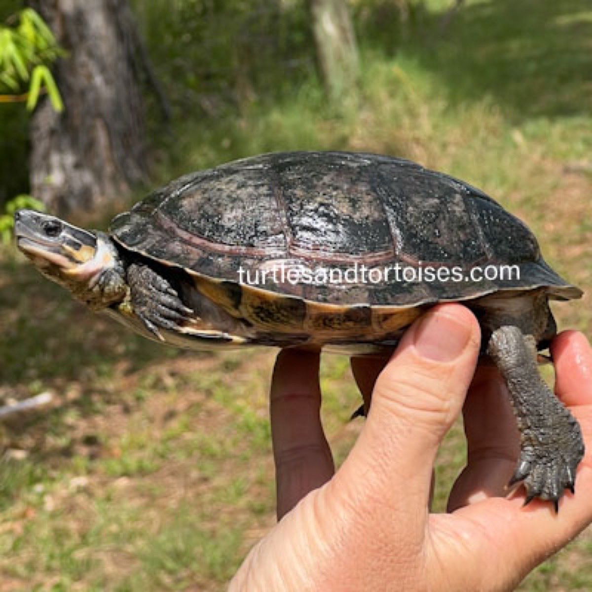 JayFrewer's tweet photo. Philippine Box Turtles (Cuora philippinensis)
.
.
#PhilippineBoxTurtles #Cuoraphilippinensis #photooftheday #turtlesandtortoisesinc https://t.co/RLE4oWDGZU