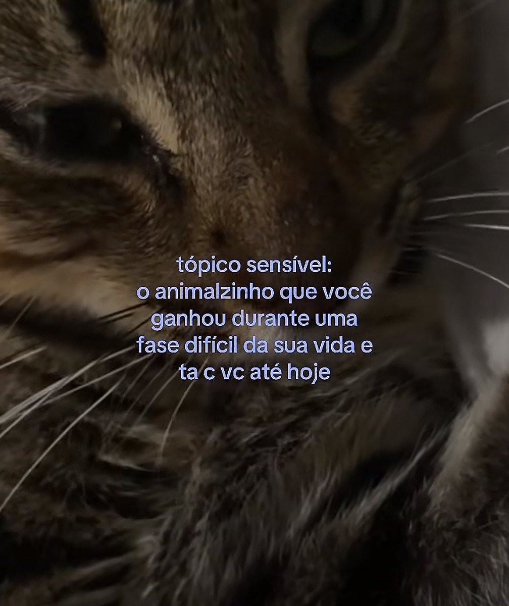 sincera tweet media