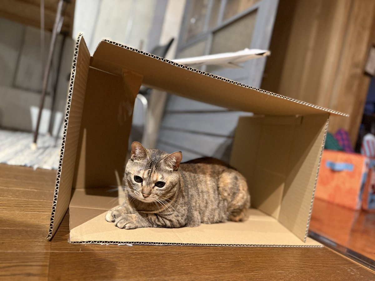 ダンボールってボク達の部屋だよねって言ってるAとB
(Aコトブキ、Bよつば🍀)

このあと箱を取り合い欽ちゃん走りになるA😂
#猫のいる暮らし
#猫のいる幸せ
