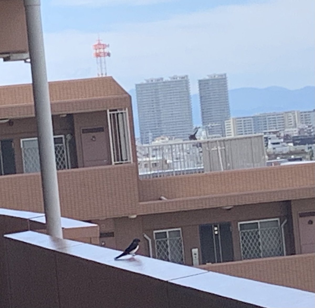上田ケンジ tweet media