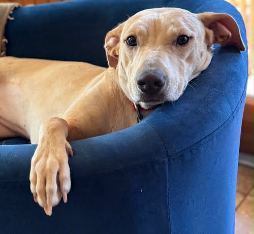 Labs4rescue tweet media