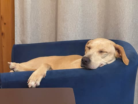 Labs4rescue tweet media