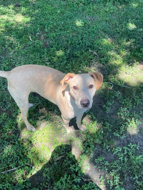 Labs4rescue tweet media