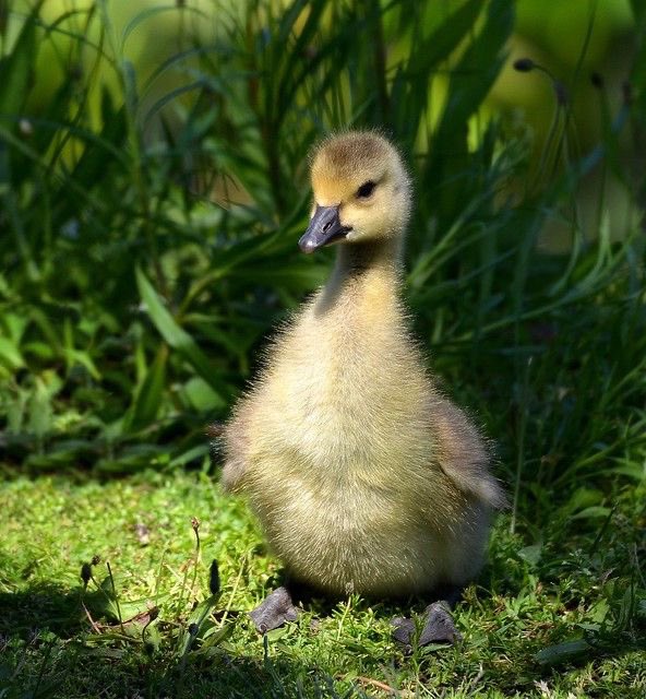 Goose tweet media