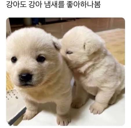 쇼뭉이🐶 tweet media