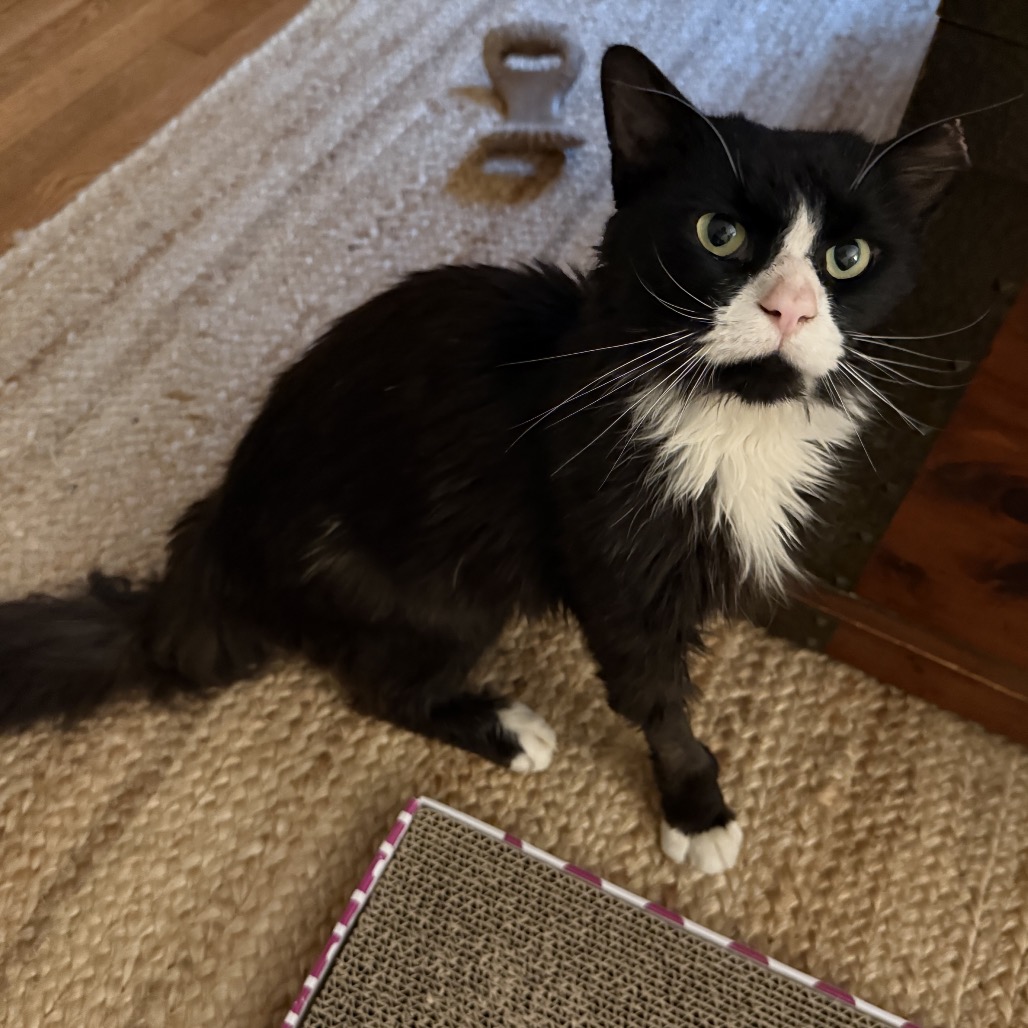 4Paws tweet media