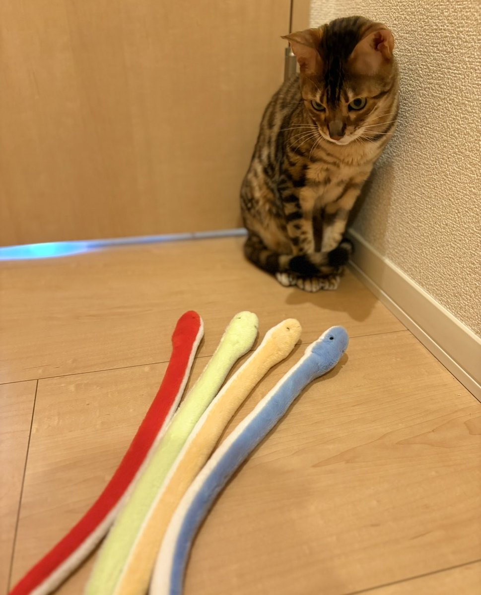 marble20190702's tweet image. 巷で人気爆発と噂の
セリア、まわりましたよ🚗

結果、コレです。

蛇に睨まれた蛙　な、猫。

怖い？🐍

#猫好きさんと繋がりたい   #猫のいる暮らし  
#seria  #ベンガル