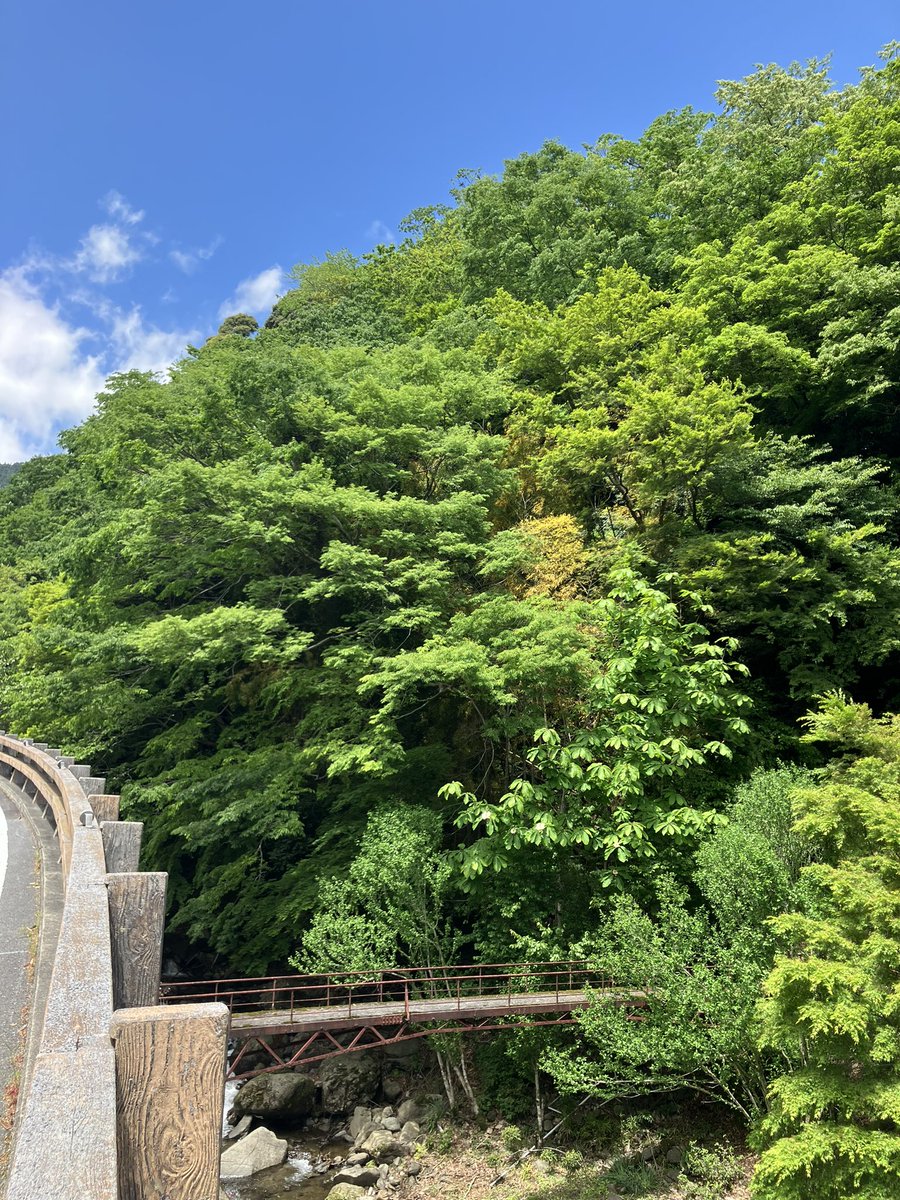 おおやま、新緑が本当に美しいです🌿川沿いのロケーションも素晴らしいですが、川側は歩道が無く車両も多いので通行にはお気をつけて⚠️#丹沢大山 #新緑