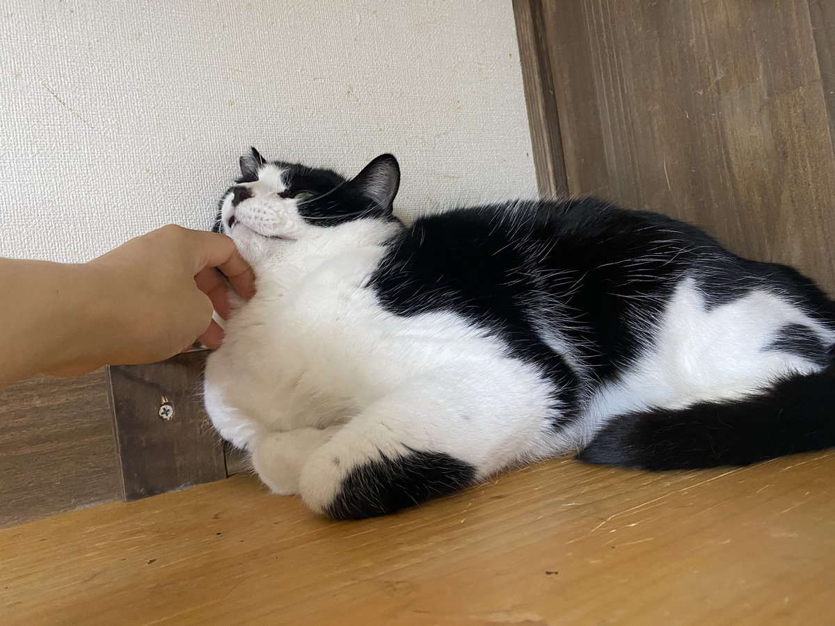 保護猫譲渡るーむ tweet media