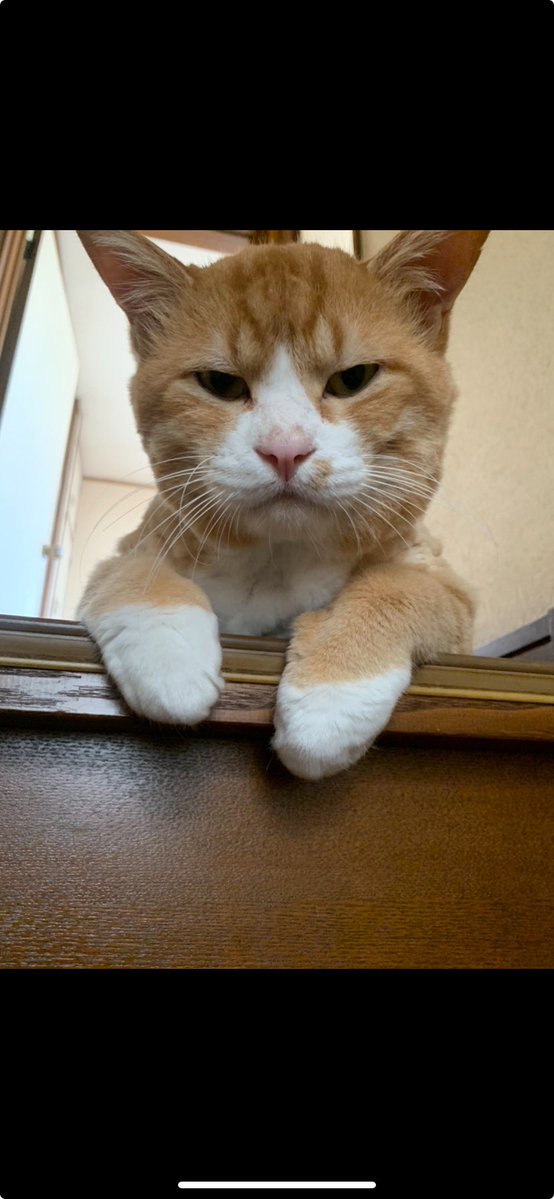 アバドンうだがわ tweet media