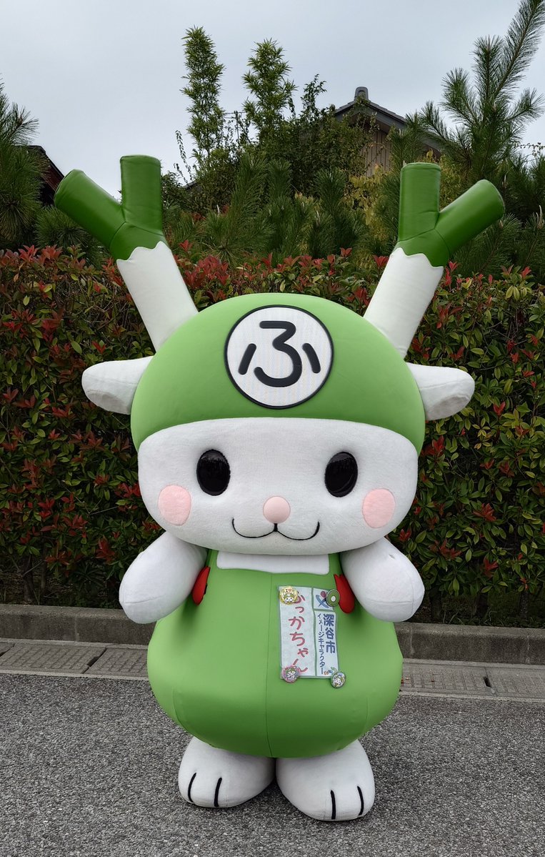 京の藤猫 tweet media