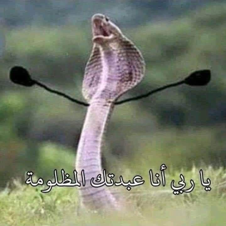خـالـد ⭐️⭐️ tweet media