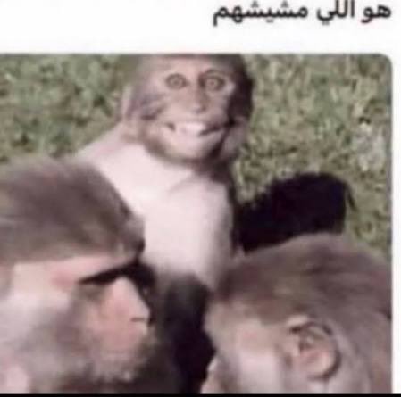 تالا⚜️ tweet media