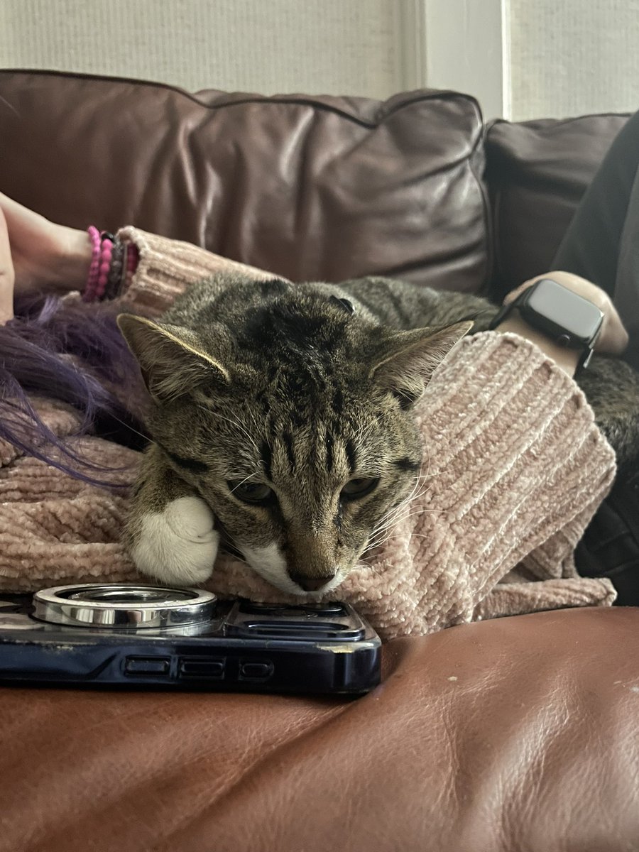 cryxforum's tweet photo. This is Luigi he showed up on my doorstep on patrick stumps birthday and he's obsessed with laying on me and farting as smelly as he can. https://t.co/d0oVCAmQ17