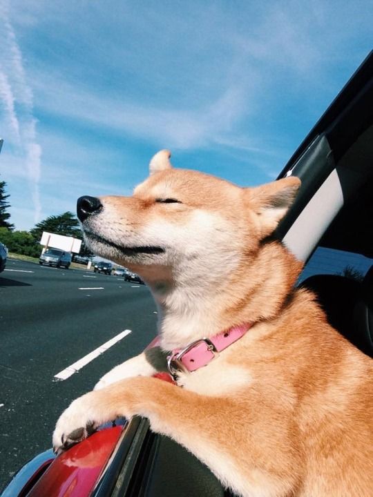 BlyzeDog tweet media