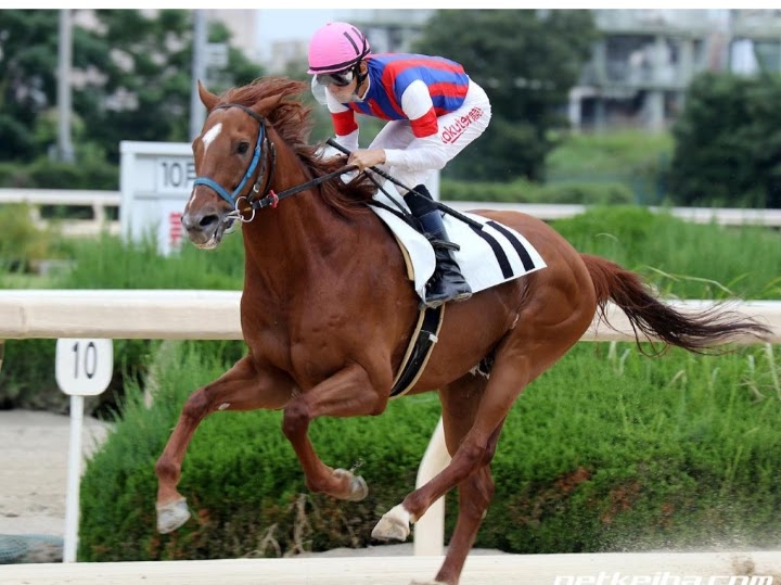 Rukko🐴🍀 tweet media