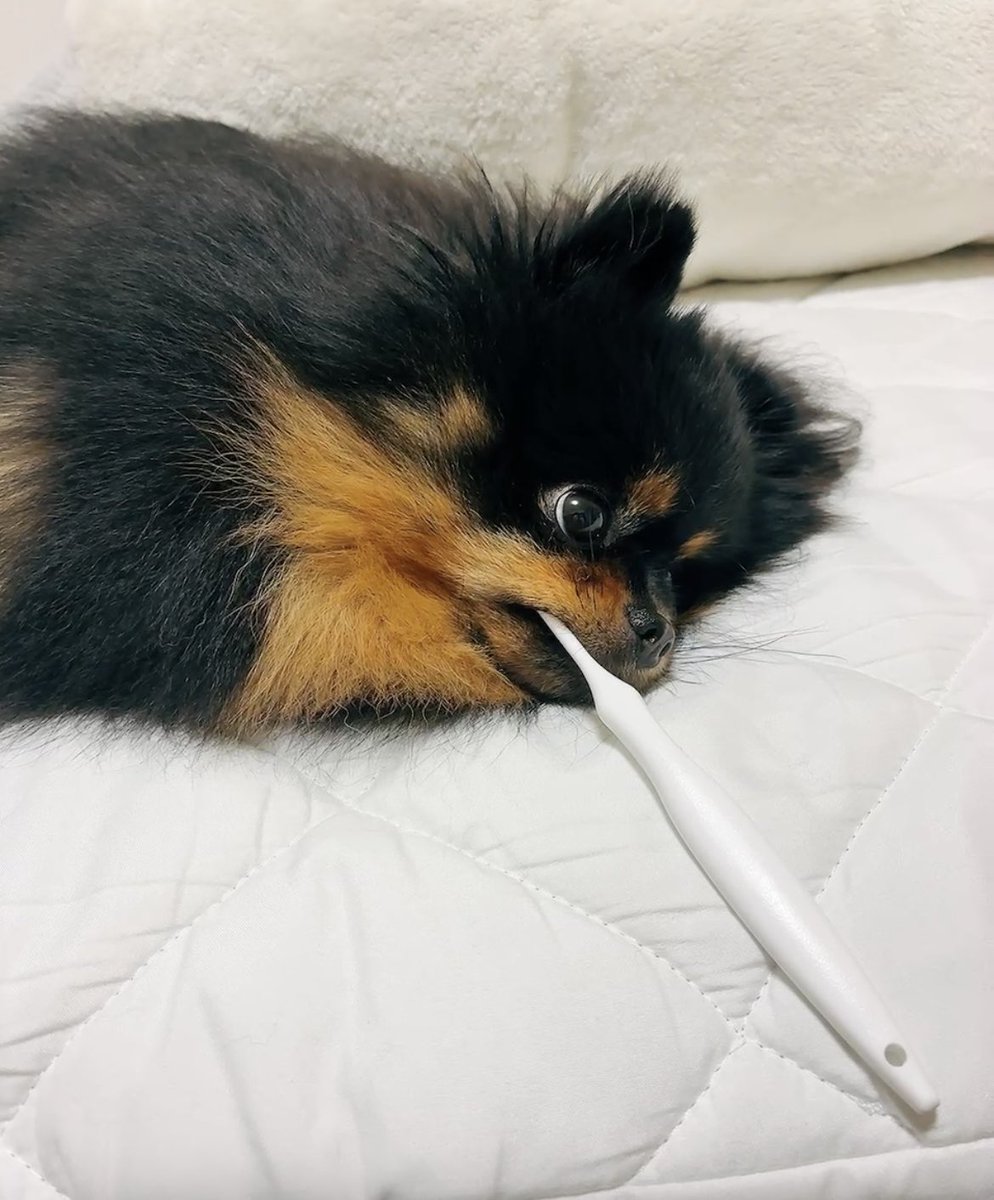 ぽんずくま🐶ちくわ tweet media