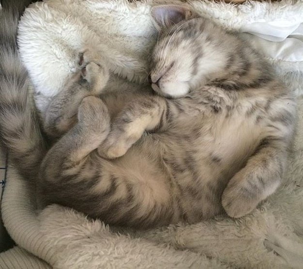 BunnieKat1962's tweet image. Goodnight.. 
Sleep Peacefully... 
Have Sweet Dreams of #kittens 
#cats 

MeowOut...........