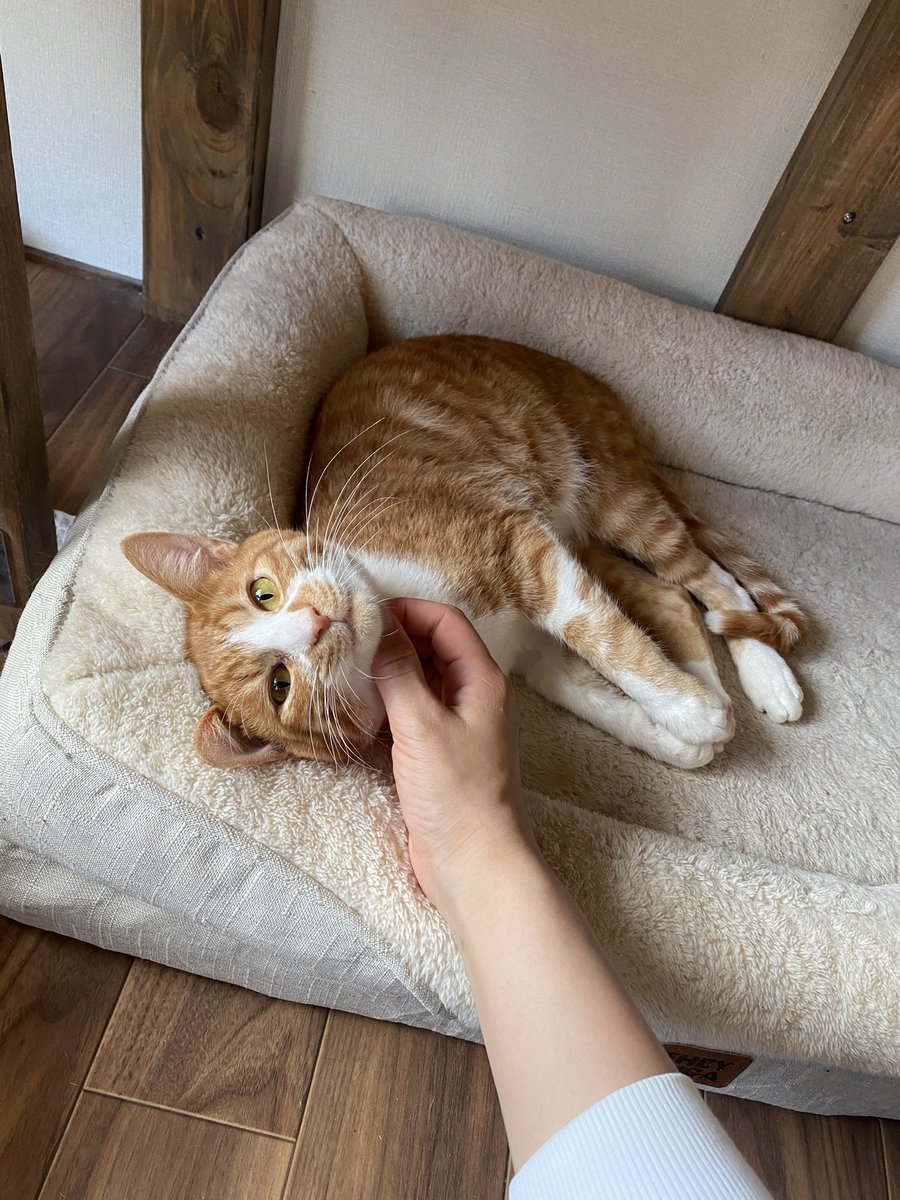 保護猫譲渡るーむ tweet media