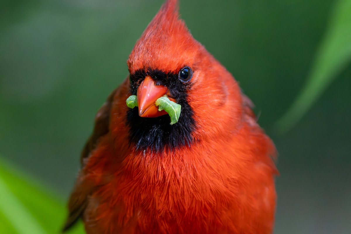 ValerieBlock's tweet image. Very red cardinal showing off his very green catch today in the loch at Central Park.  #birdcpp #birding #canonphotography